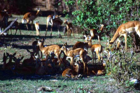 springbok - Chobe National Park